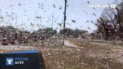 Invasion spectaculaire de criquets dans le sud de la Russie