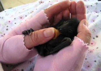 Baby Flying Fox Enjoys a Cuddle