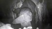 STARR RANCH BARN OWLS MAMA FEEDS OWLETS AFTER DAD DELIVERS A RAT, Mouse AND MATES