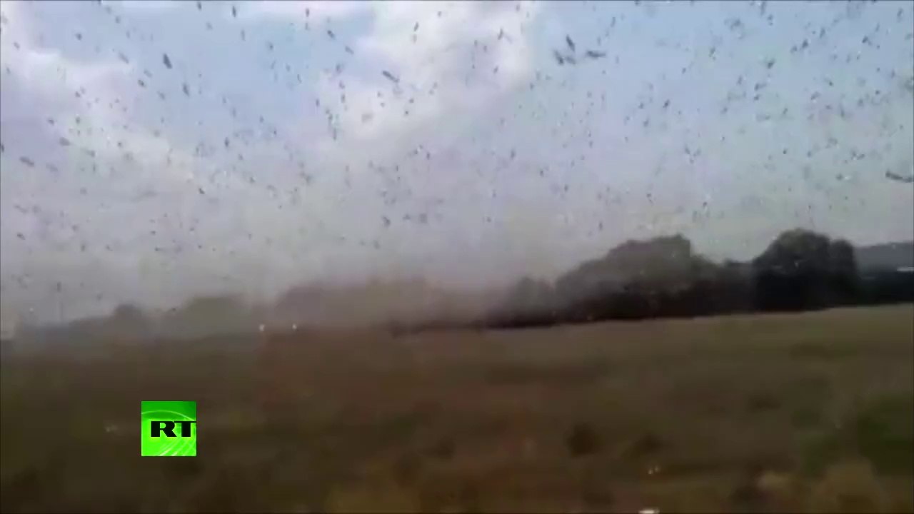 Effort vain : un homme armé de babouches se bat contre une horde de criquets