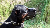 German Shepherd, Great Dane and Rottweiler Wearing Safe Dog Muzzle