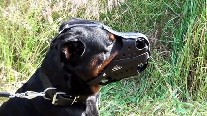German Shepherd, Great Dane and Rottweiler Wearing Safe Dog Muzzle