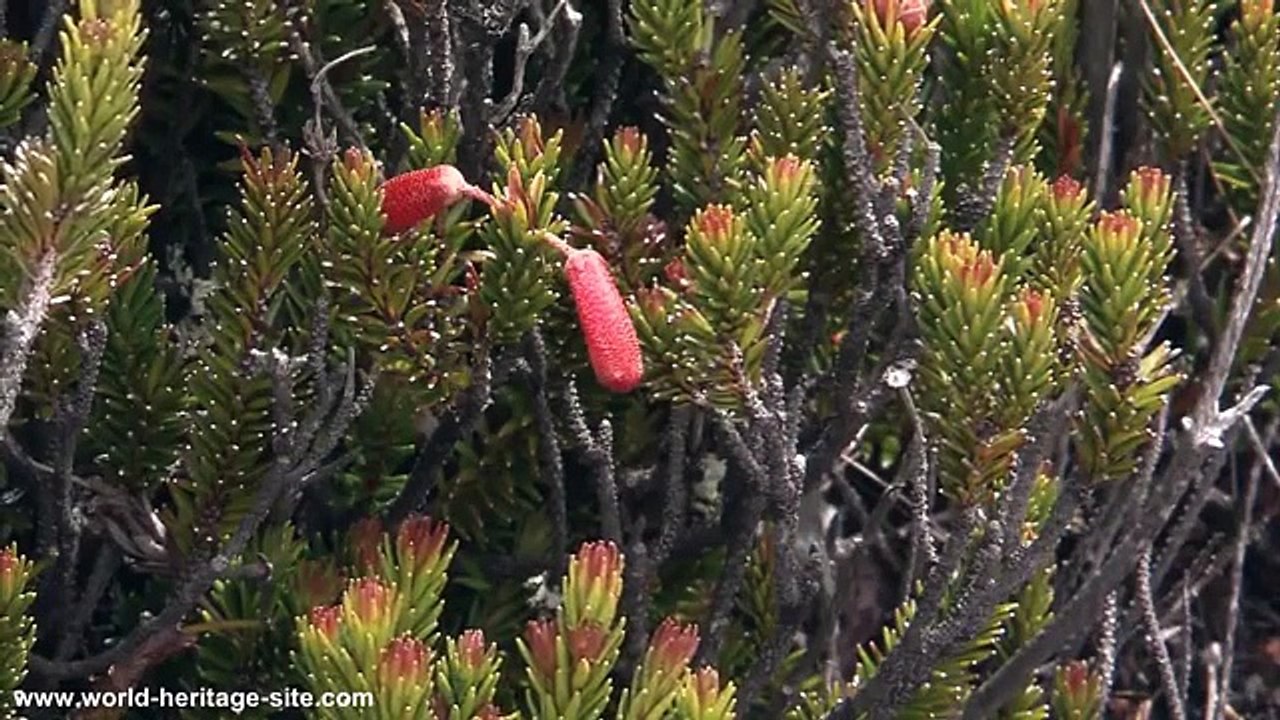 Kinabalu Park Taman Negara Kinabalu Sabah