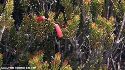 Kinabalu Park Taman Negara Kinabalu Sabah