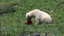 Eisbär Yoghi und seine Eisbärin Giovanna und ihre Nela & Nobby am Mittag im Tierpark Hellabrunn