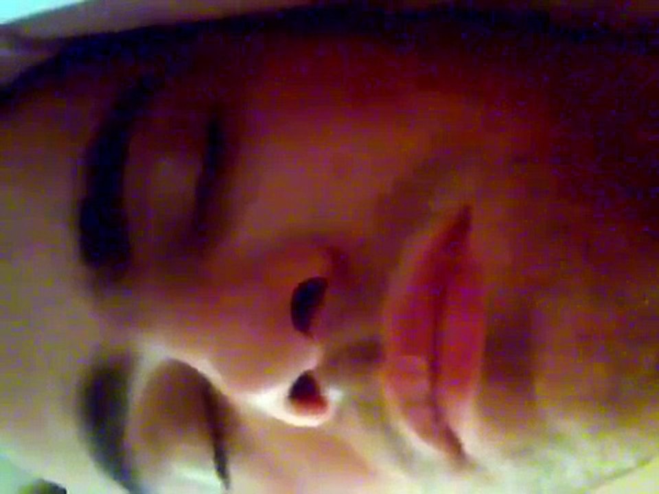 Luke snorring