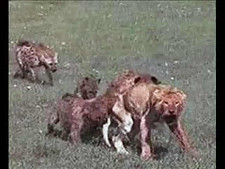 Hyenas vs lions, hyenas domination.