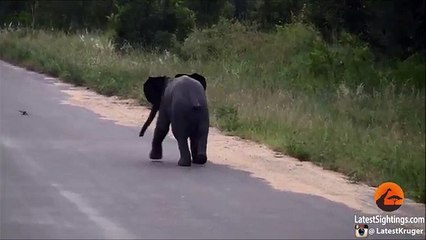 un éléphant chasse les oiseaux فيل صغير يصطاد العصافير