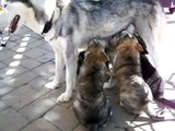 Our Siberian Husky and Her Puppies