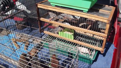 10. smotra sitnih zivotinja - Sr. Mitrovica 28 aprila 2013