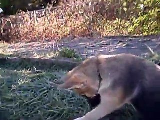 German shepherd wolf hybrid puppies