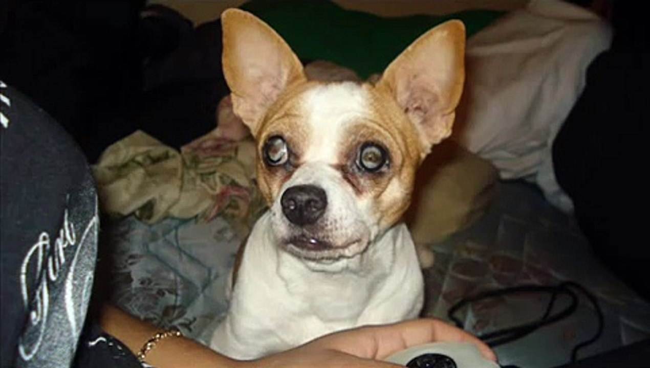 R.I.P my love shakira i love you