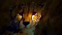 Lions Documentary: Lion Destroys Cheetah - Extreme Rare Footage! |National Geographic Prod