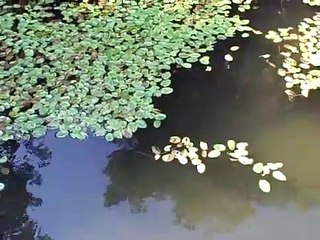 Tadpole and Frog Exhibit at Mystic Aquarium