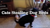 Gatos 'roubando' a cama de cães