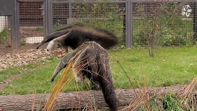 Adopční kampaň 2014 - mravenečník velký