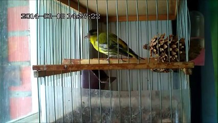 Пение лесных птиц ,чижик ,siskin, Carduelis spinus