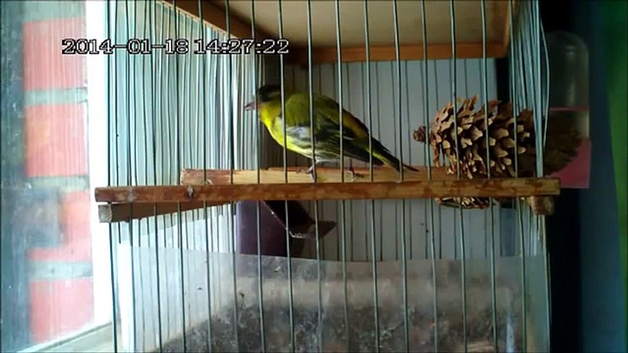 Пение лесных птиц ,чижик ,siskin, Carduelis spinus