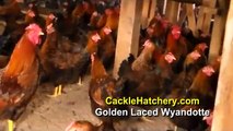 Black Laced Gold Wyandotte Chicken Breed (Breeder Flock)