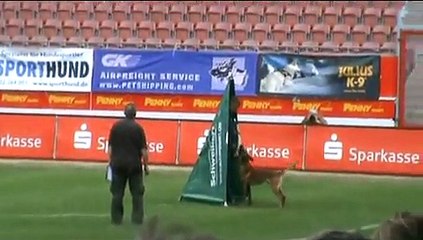 FMBB 2010 Cottbus, Cayman vom Adlerauge "C" : 100 points