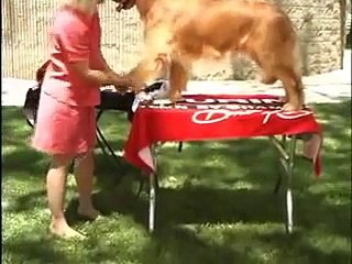 Grooming Golden Retriever - The Winning Way
