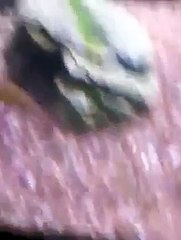 Aquarium update - Pets Next Door