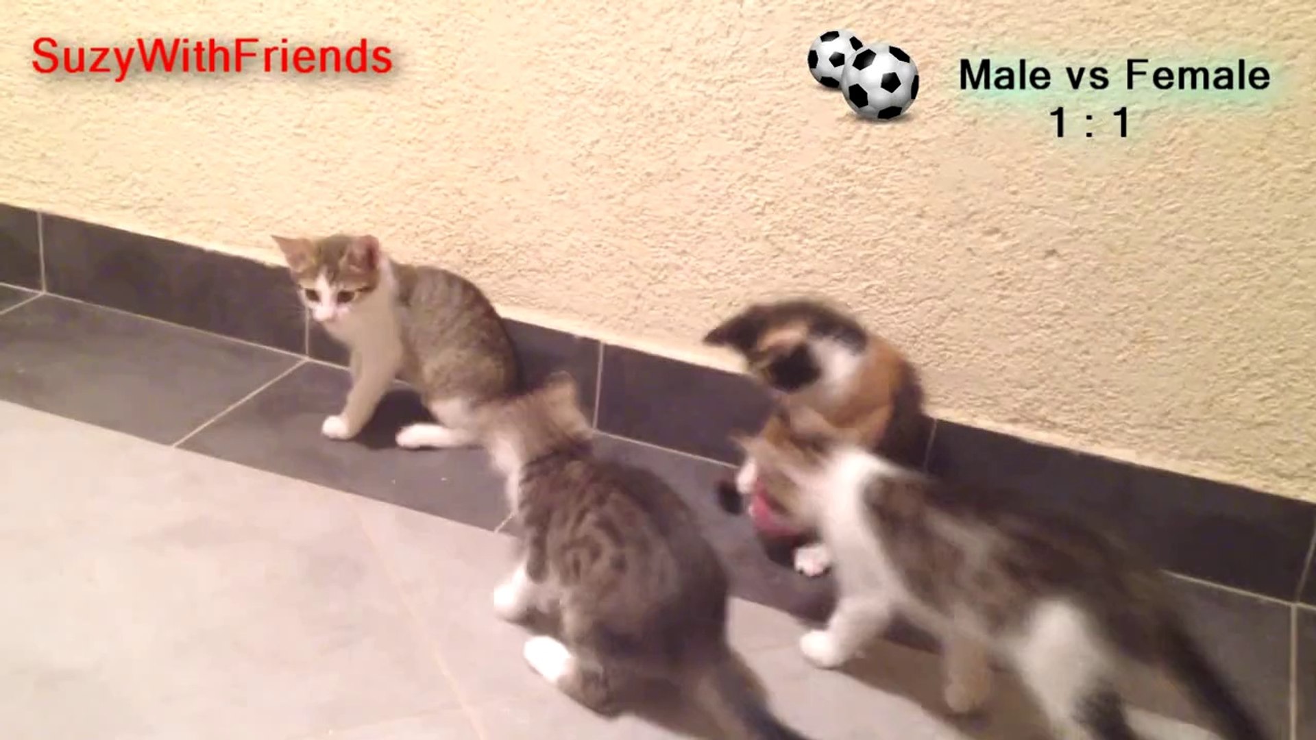 Kittens Football Championship - Football Skills