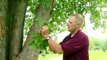 Hands On Gardening - Maple Tree Diseases