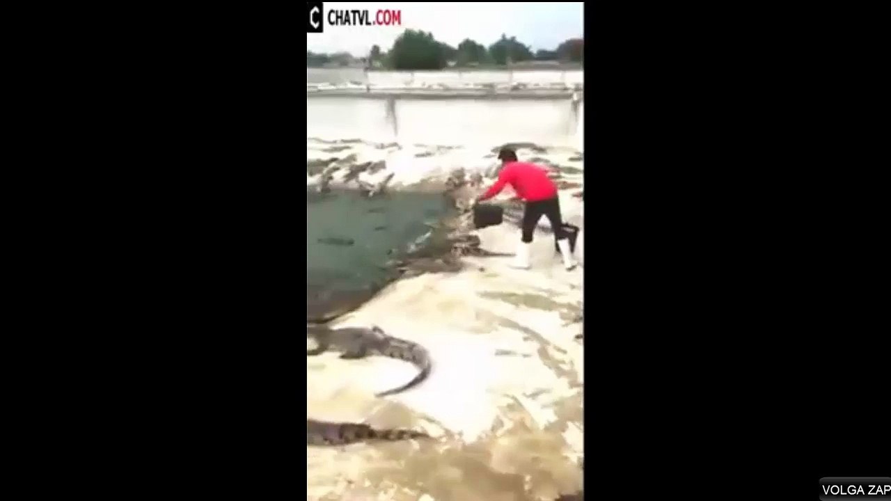 des crocodiles de partout
