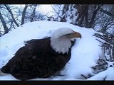 DECORAH EAGLES  3/23/2015   9:31 AM  CDT  MOM BRINGS IN STRAW