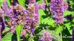 EcoBeneficial Interview: Supporting Pollinators - Natives vs. Native Cultivars
