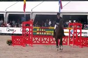 Horses Show Jumping