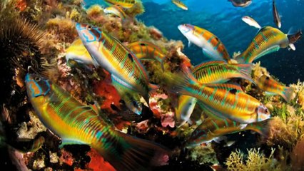 PEIXINHOS DO MAR       HD