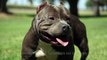 AMERICAN PIT BULL TERRIERS - 5 FACTS  YOU SHOULD KNOW