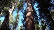 Giant Sequoias and Wild Black Bears (S & Kings Canyon NP - Chpt4/Prt3)