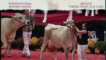 International Brown Swiss Show - Senior Three-Year-Old Cow