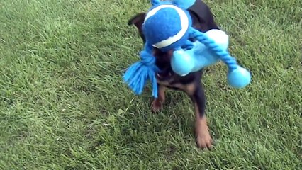 Pražský krysařík, Prague Ratter - Registered kennel breed Royal Vera. Video 3.