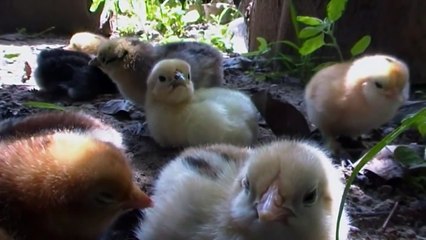 YumeNATURE - Small chicks (2nd day)