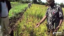 Finger millet farmer showcases different improved varieties