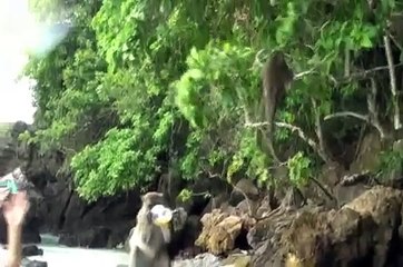 "Monkey Beach" - Phi Phi Islands, Thailand (Watch in HQ)