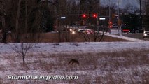 2/17/2015 Coyotes hunting in the Denver Suburb of Broomfield, Colorado