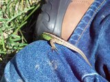 Lizard, Lacerta , Hagedis, Lucertola,Lagarto,Eidechse,Lezard Herping in Holland