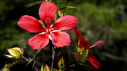 Red Hibiscus