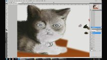 Speed painting: Cat Adobe Photoshop CS 4