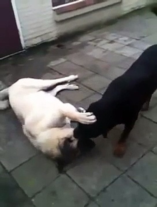 Kurdisch Kangal vs. Deutscher Rottweiler 2011
