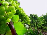 Wine Industry Changes the Way Foreigners View Ethiopia