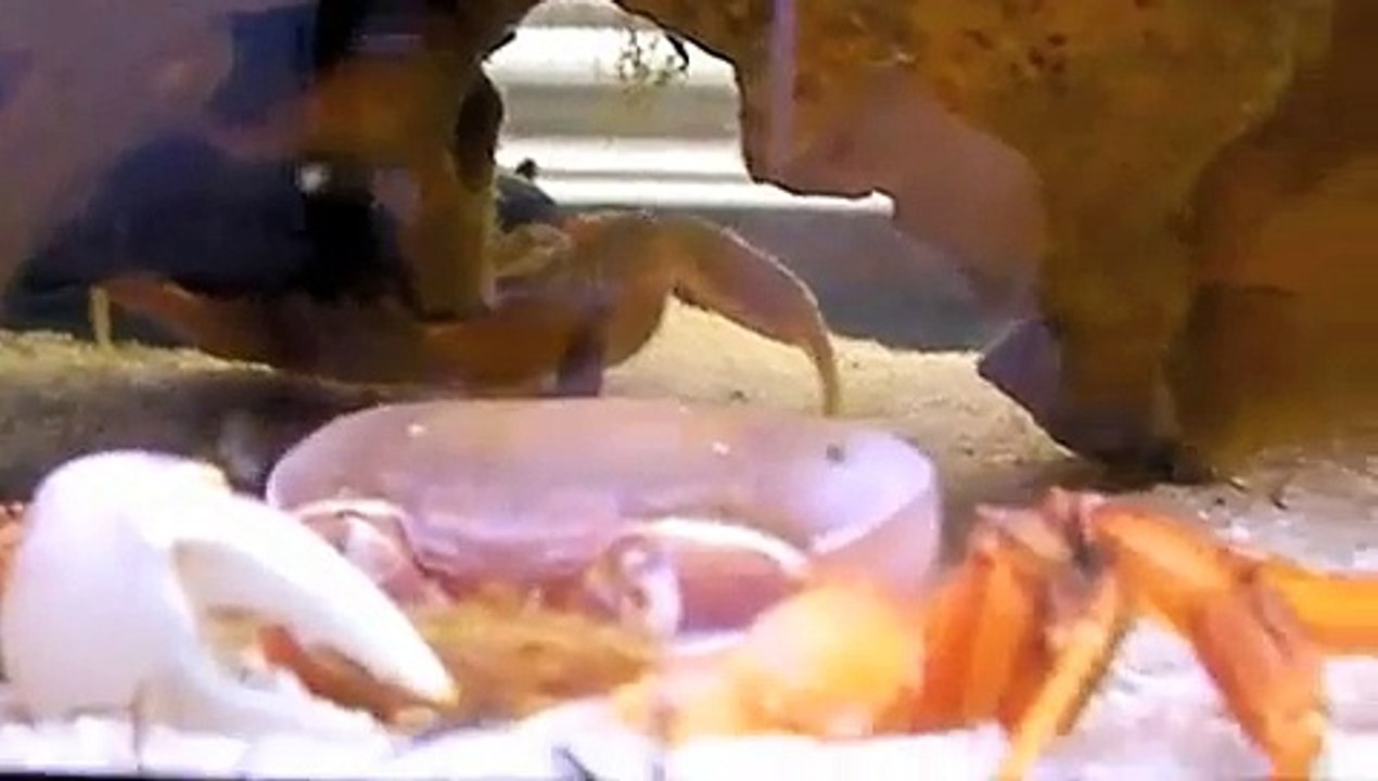 Mue crabe Arc en Ciel (Cardisoma Armatum)