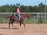 Arabian Sport Horse for sale - Sold