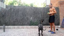 Estimulación mental para perros: Juguetes interactivos