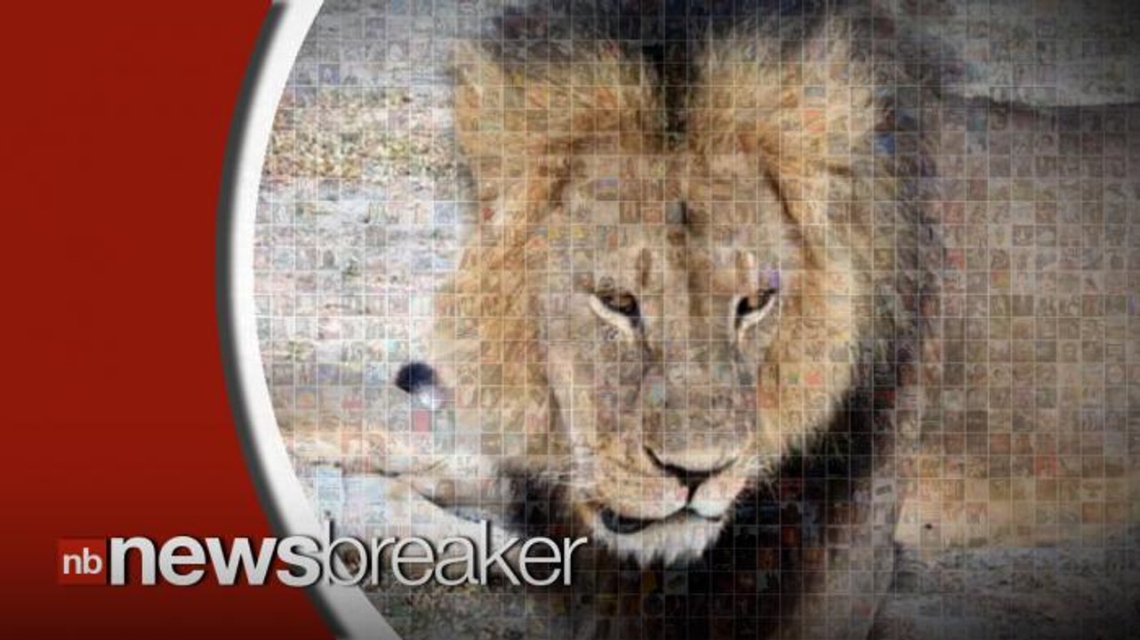 Cecil the Lion's Cubs Not Feared To Be In Danger As Many Call For Walter Palmer's Extradition